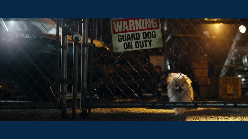 IBM Watson in the Cloud | Dogs